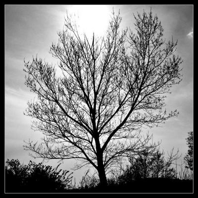 20080506203950-dark-tree.jpg